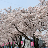 須賀川市は桜満開!