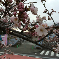 釈迦堂川の桜は1.5分咲きくらい