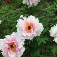 Rojima！須賀川市庁舎！須賀川牡丹園！