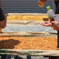 「すかがわ夏さんぽ。」参加してきました！